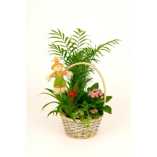 CESTA “Bosque Encantado”
