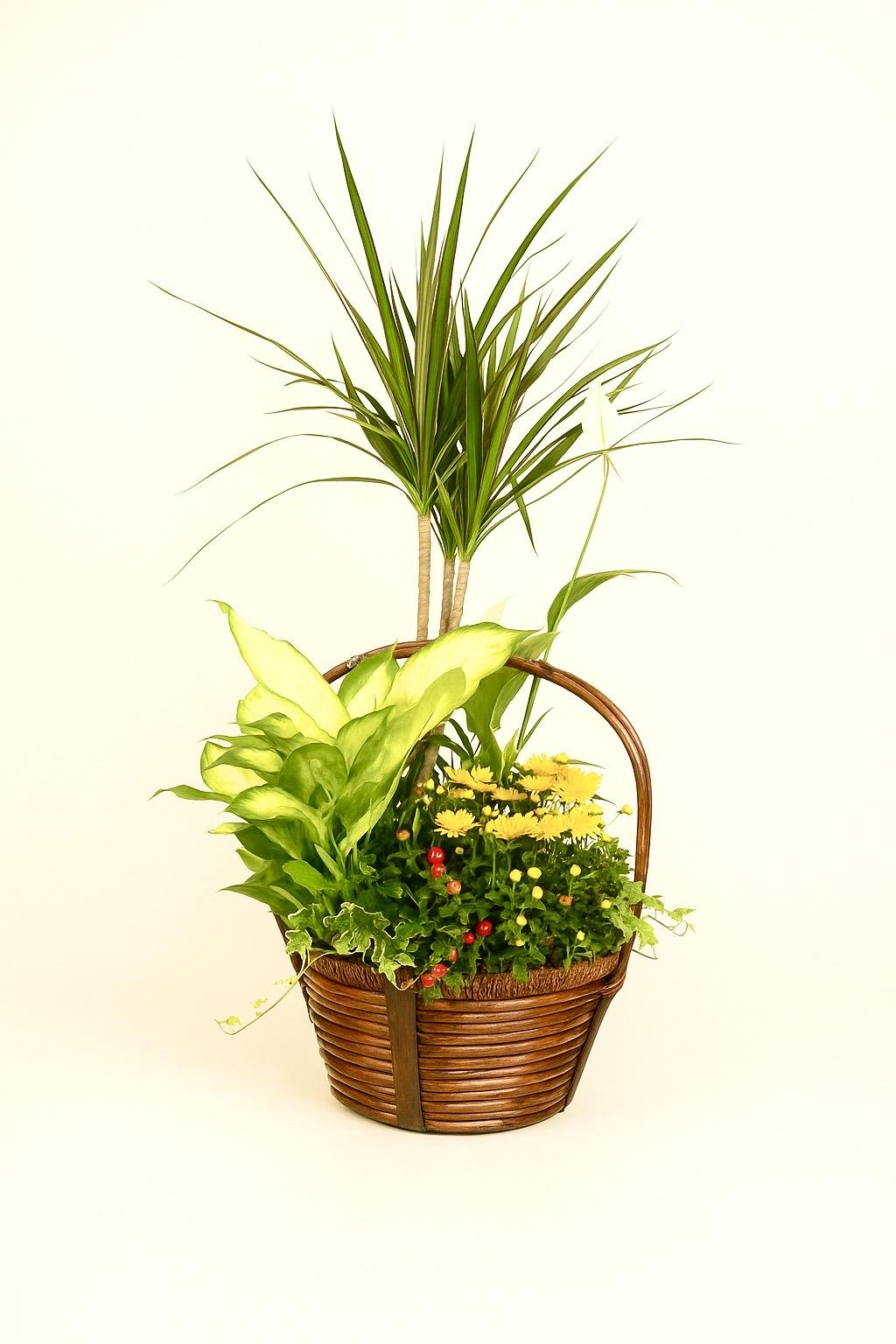 CESTA “Raíces de Vida”