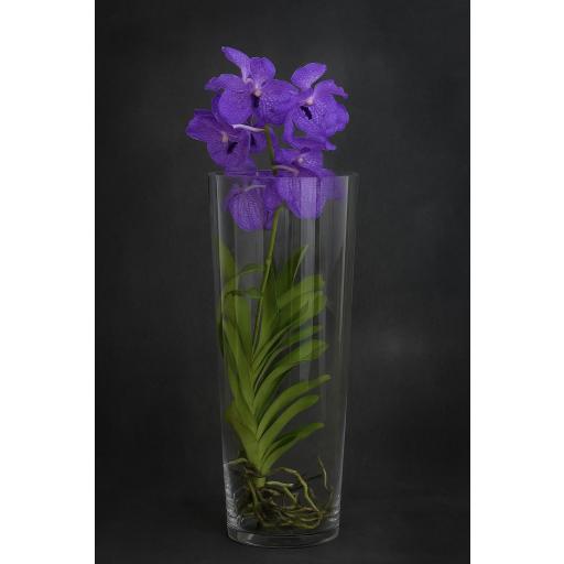 ORQUÍDEAS BANDA “Esencia Celeste” [0]