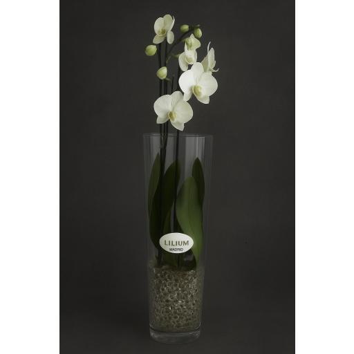 Orquídeas Phalaenopsis — “Luz de Marfil” [0]