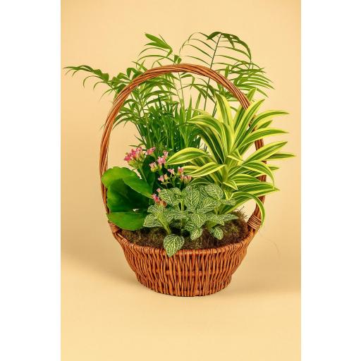 CESTA “Jardín de Bruma”
