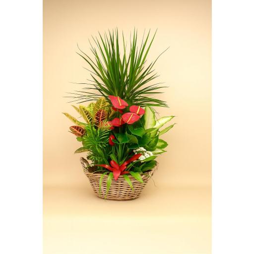 CESTA “Esencia Tropical”