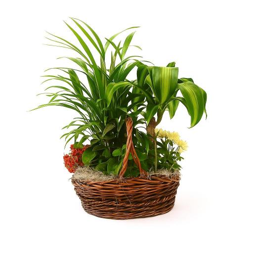 CESTA “Jardín de Luz”