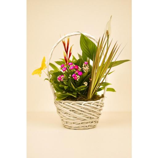 CESTA “Brisa Eterna”