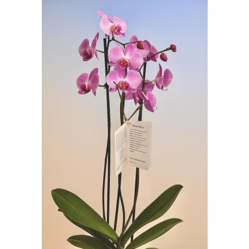 Orquideas Ramificadas