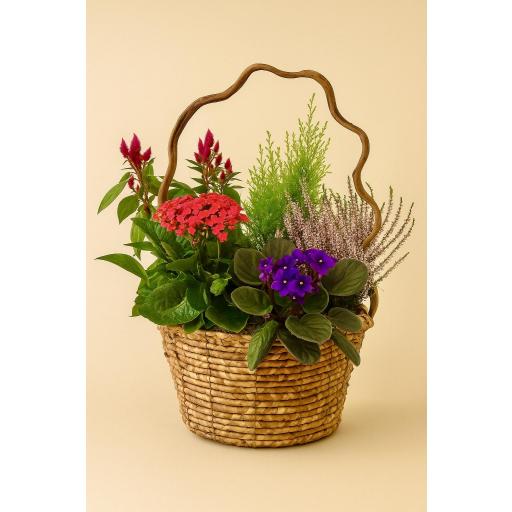 CESTA “Bruma Invernal”
