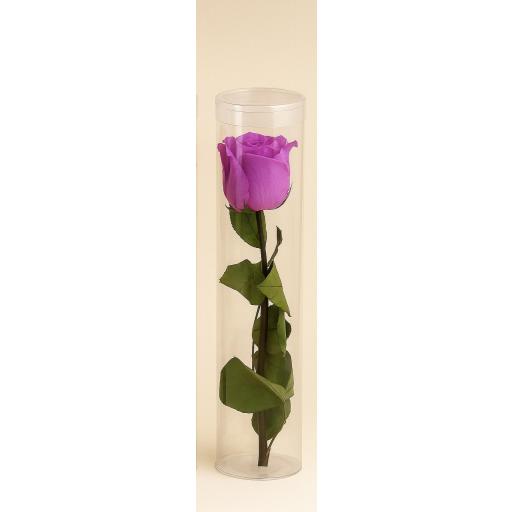 Rosa Violeta [0]