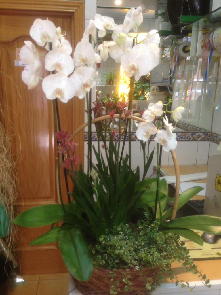 Cestas de Orquideas phalaenopsis 