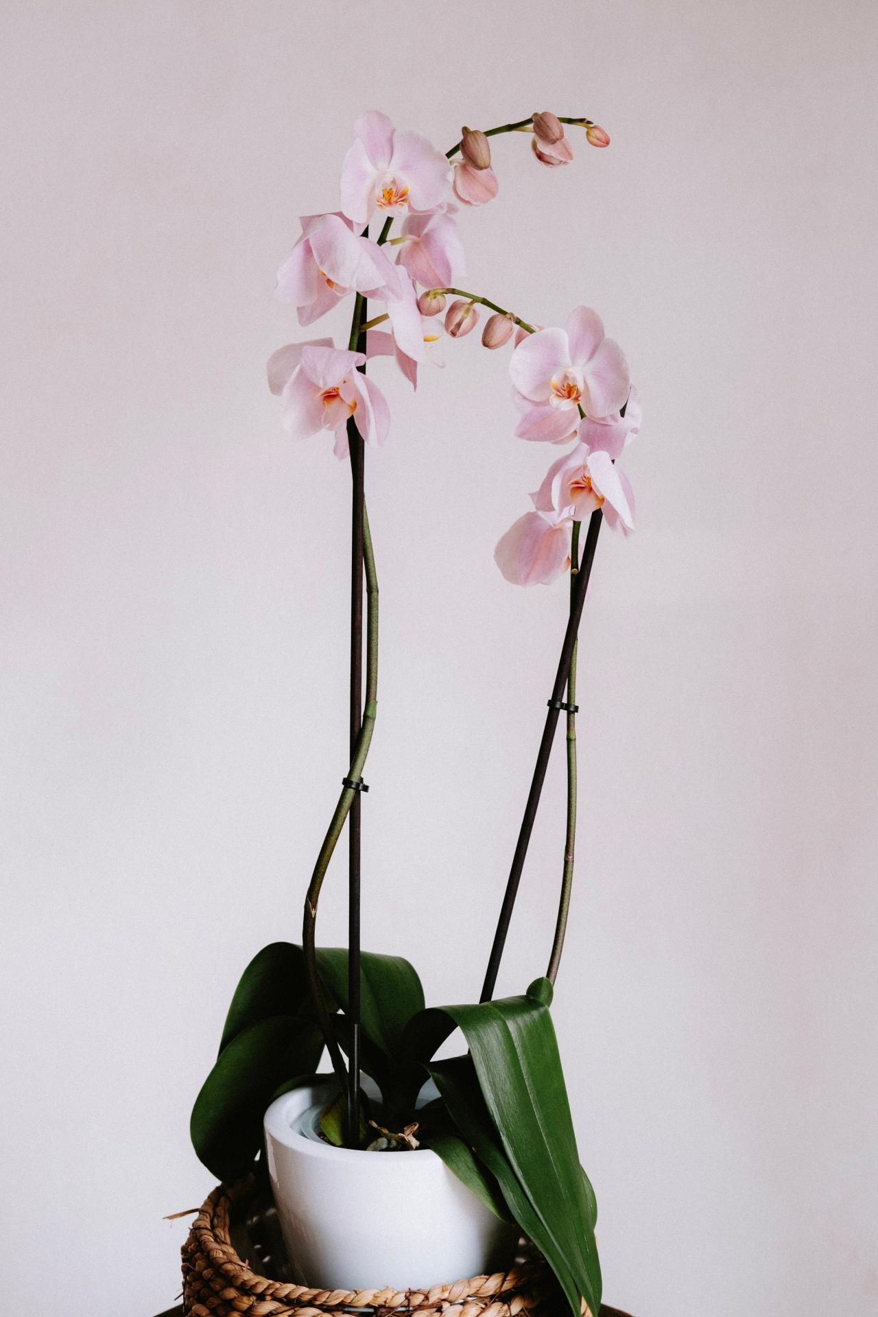 Orquídea preparada  PHALAENOPSIS
