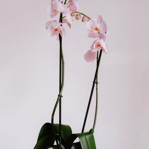 Orquídea preparada  PHALAENOPSIS