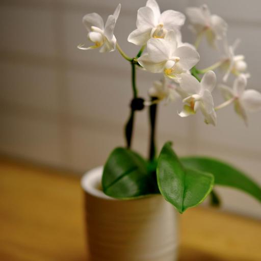 Orquideas Blancas [0]