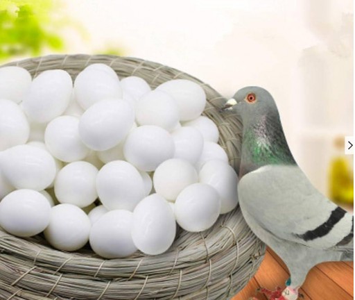 Huevo falso palomas