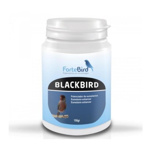 Blackbird Fortebird