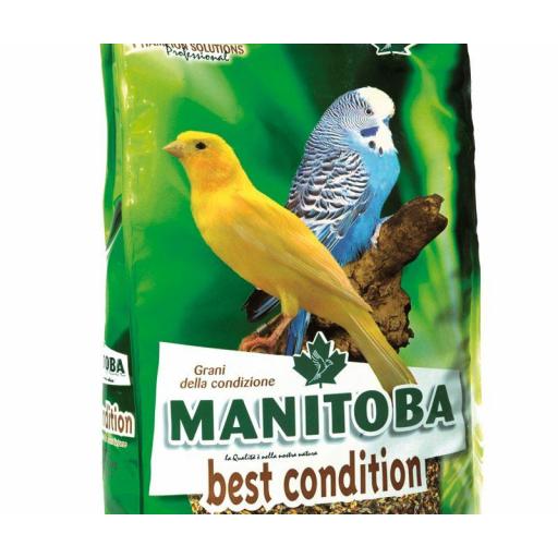 BEST CONDITION (SEMILLAS SALUD) MANITOBA 2,5KG.