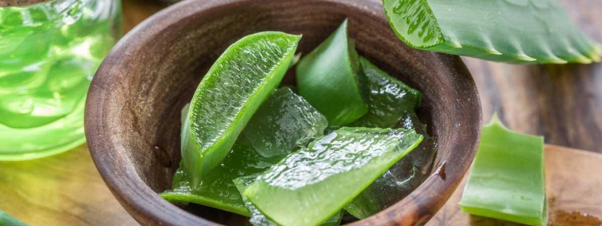 Aloe Vera, El secreto de salud mejor guardado