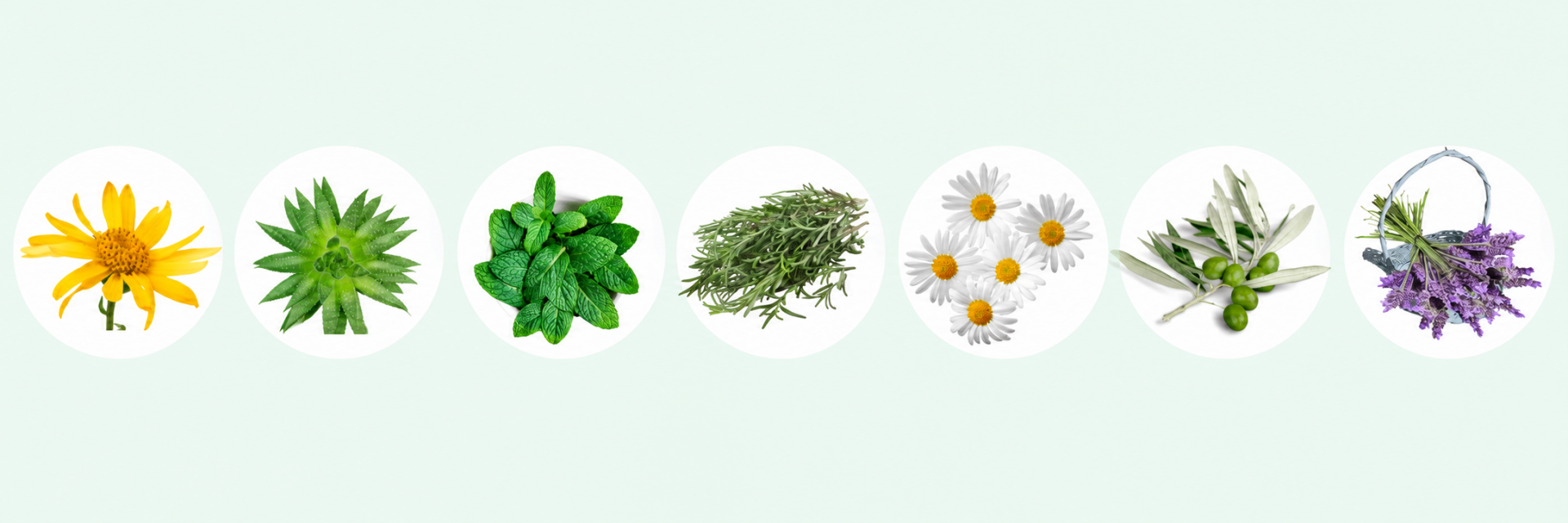 ingredientes-vegetales-gel-sindolor..png