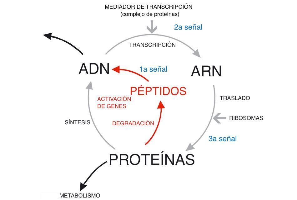Los péptidos biomiméticos son estructuralmente idénticos a los presentes en la piel