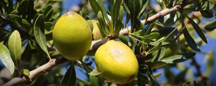 ALOE VERA - ACEITE DE ARGÁN