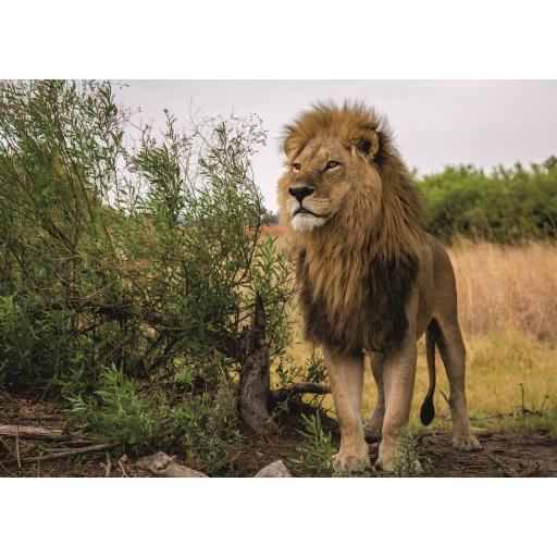 Puzzle 1000 Piezas Ravensburger 15160 REY DE LOS LEONES (Nature Edition) 