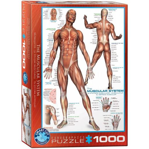 Puzzle Educativo Cuerpo Humano 1000 Piezas EuroGraphics 6000-2015 EL SISTEMA MUSCULAR [1]