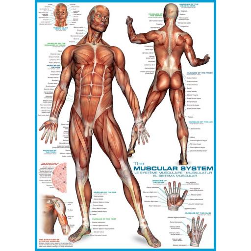 Puzzle Educativo Cuerpo Humano 1000 Piezas EuroGraphics 6000-2015 EL SISTEMA MUSCULAR