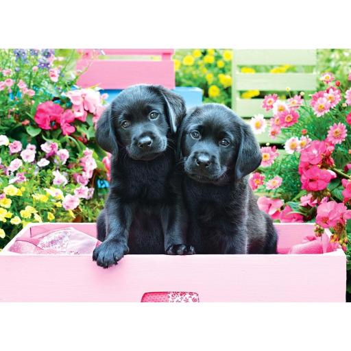 Puzzle Senior de Perros y Perritos 500 Piezas Grandes XXL Eurographics 6500-5462 LABRADORES NEGROS EN UNA CAJA ROSA [0]