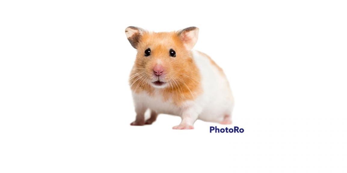 Hamster
