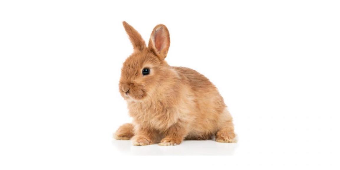 Conejo Enano