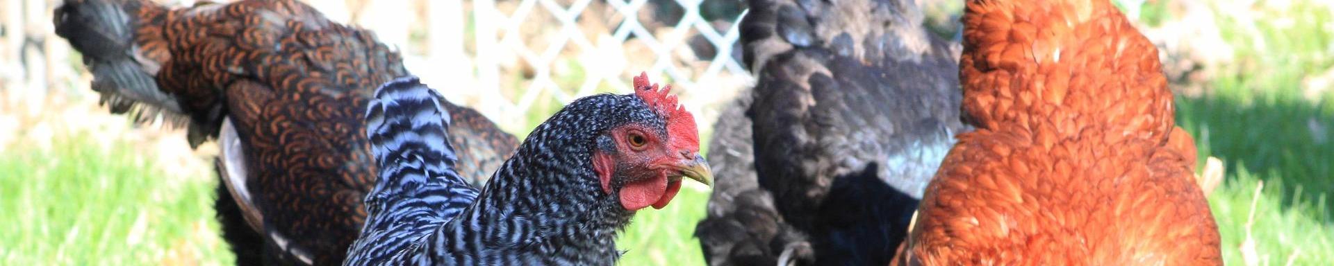 Nuestra experiencia en alimentación de gallinas en Cantabria: cuidado con el calor