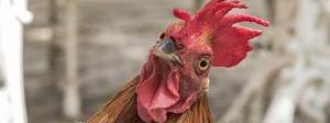 La alimentación de la ponedora y la Calidad del Huevo