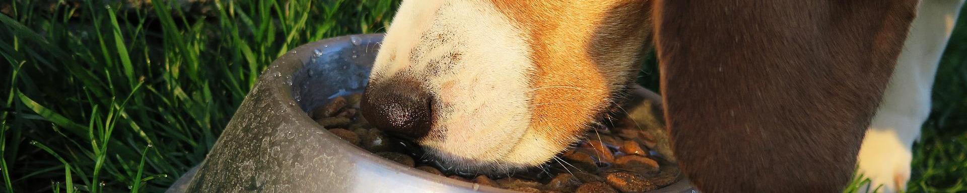 Verdades y mentiras sobre la alimentación de perros en Cantabria