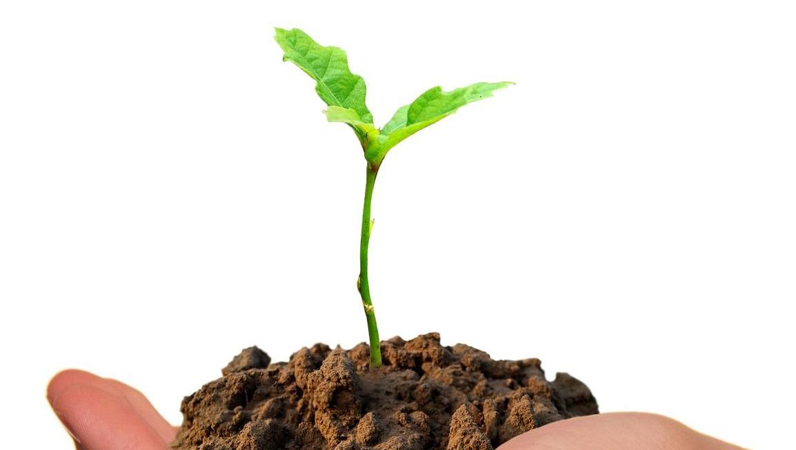 PLANTELES DE VERDURA