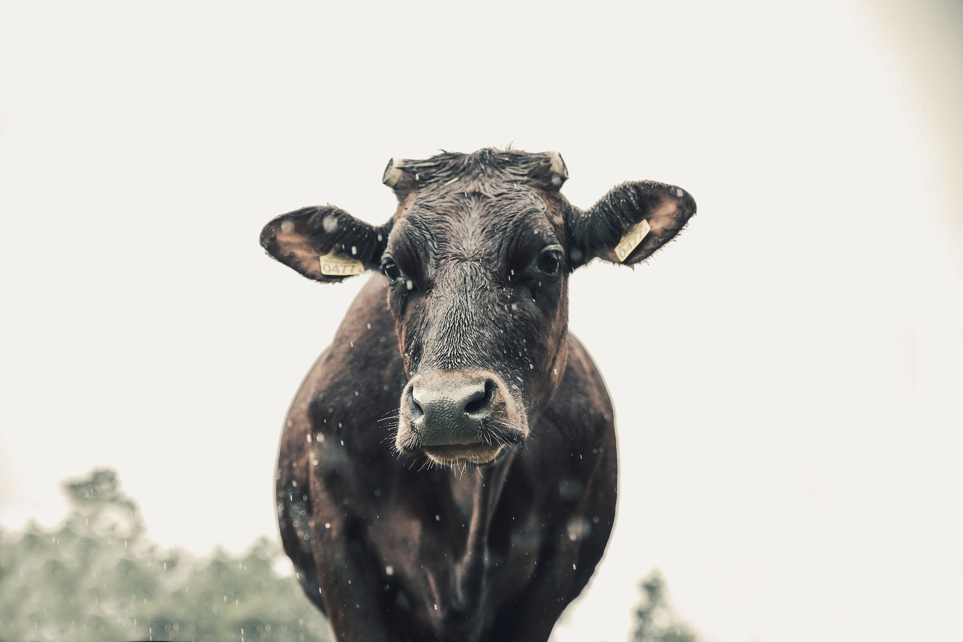 cow-2443226_1920.jpg