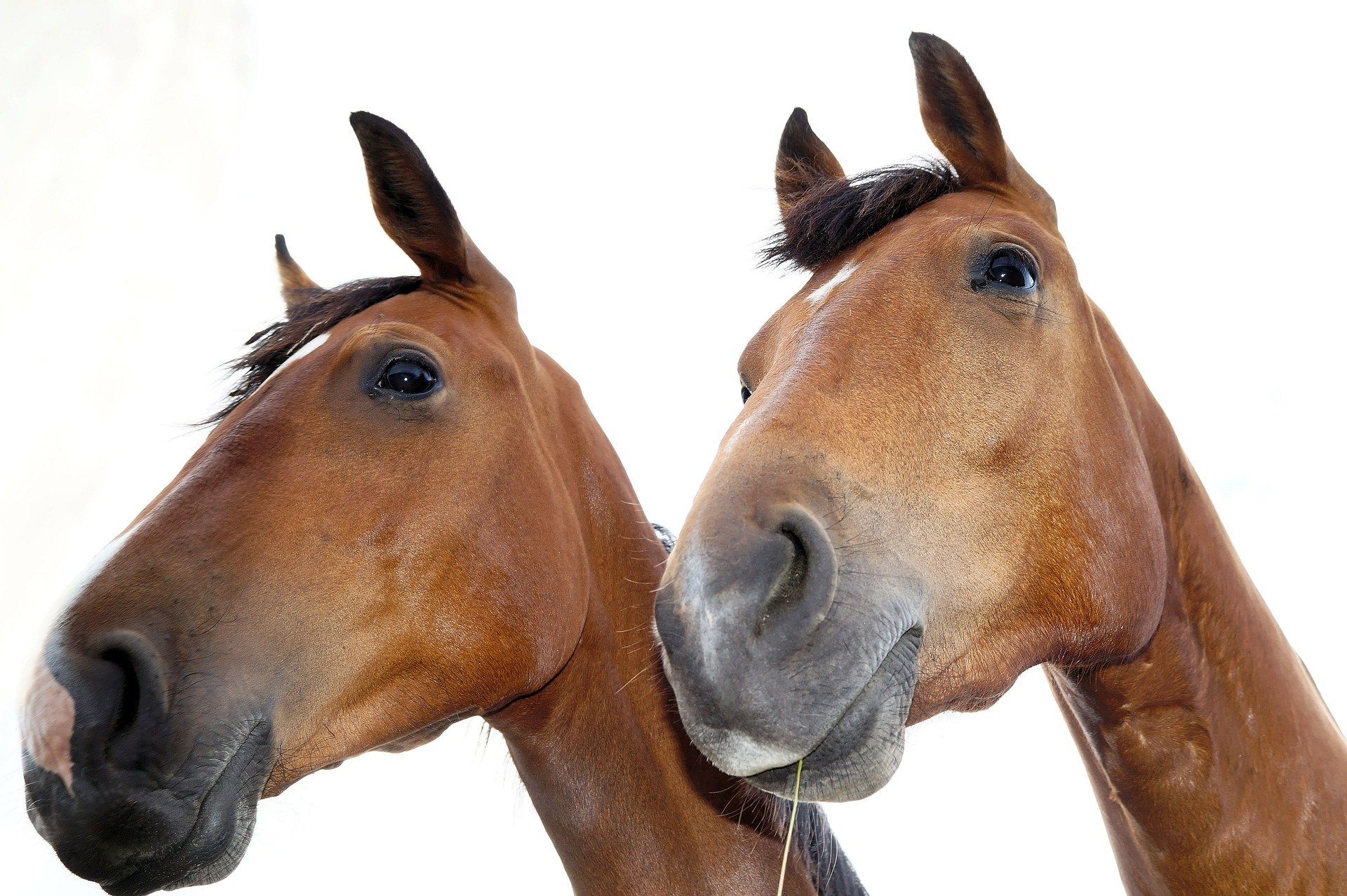 horses-379655_1920.jpg