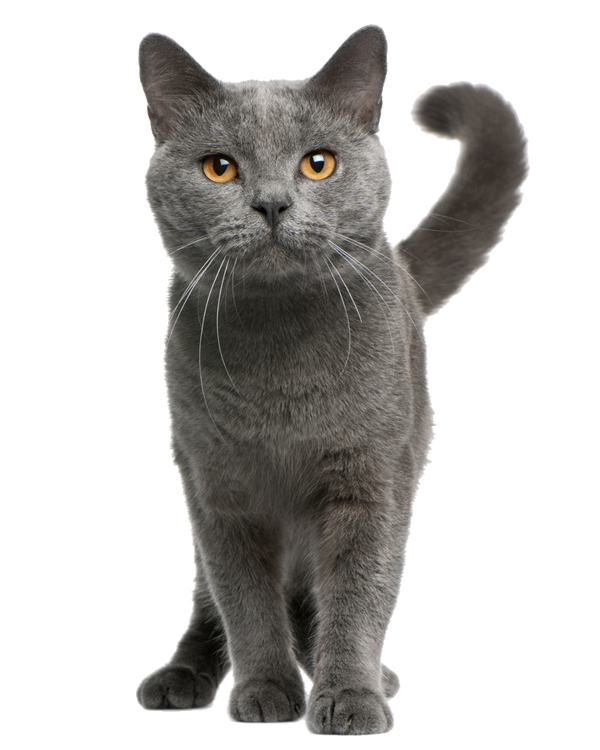 kisspng-chartreux-maine-coon-british-shorthair-european-sh-cat-5a6fd2408a9335.5995948015172777605676-1541858566@x1600.png