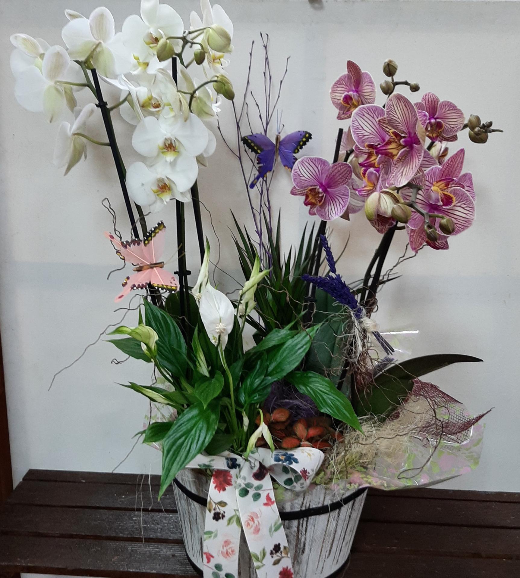 Cesta/ caja con orquídeas y plantas 