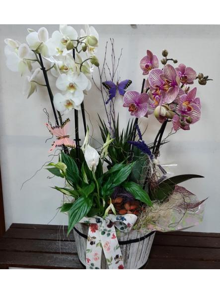 Cesta/ caja con orquídeas y plantas  [0]