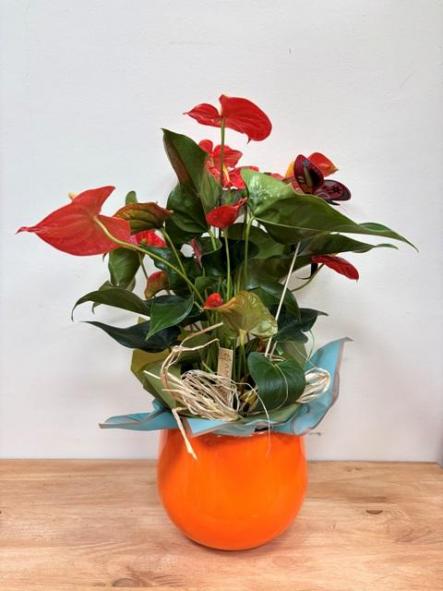 Anthurium