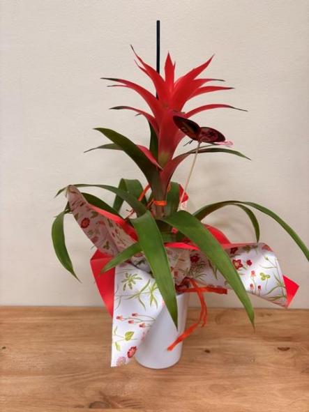 Guzmania [0]