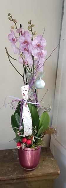 P_Orquídea decorada