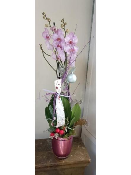 P_Orquídea decorada [0]