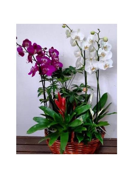 Cesta plantas orquídeas