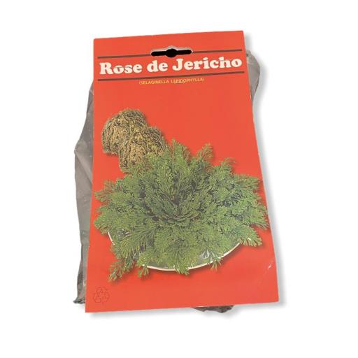 Rosa de Jericó [0]