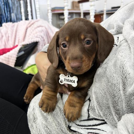 Placa Para Mascota Personalizada [2]