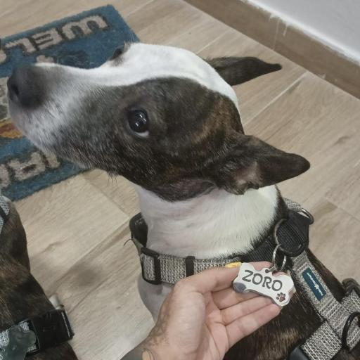 Placa Para Mascota Personalizada [5]