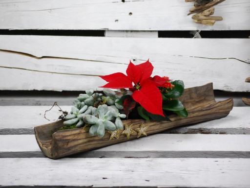 Tronco de madera natural con flor de navidad [0]