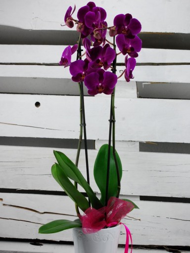 ​Orquídea en cerámica [1]