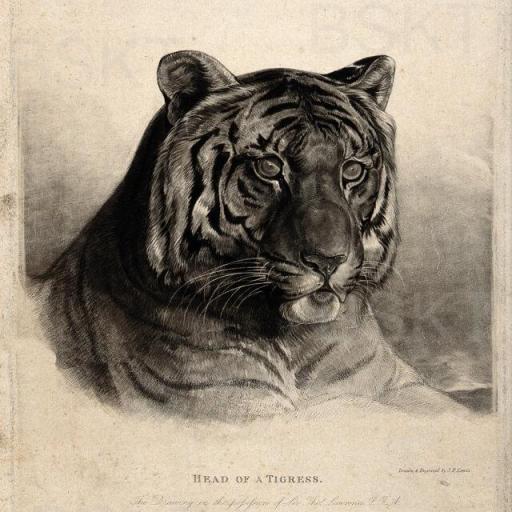 Cuadro en lienzo Tiger lámina [0]