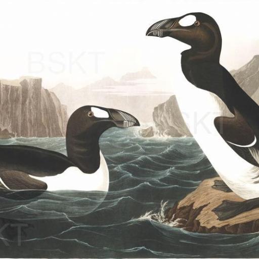 Cuadro en lienzo Naturaleza aves pingüinos grabado para salón