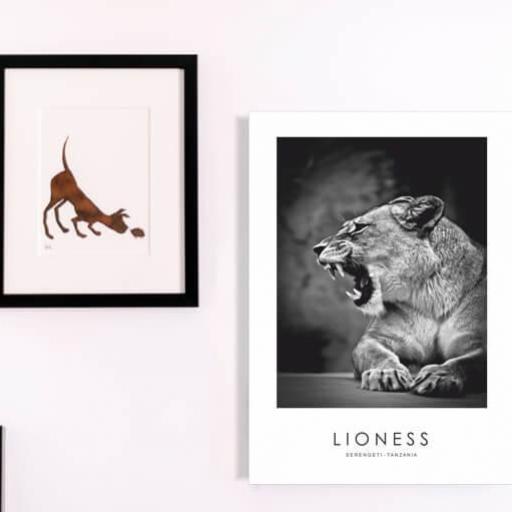 Cuadro en lienzo fotografía en blanco y negro leona  [1]
